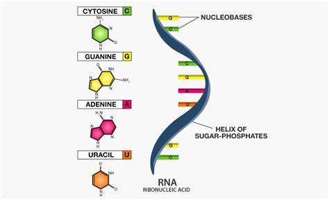 RNA Full Form 的图像结果