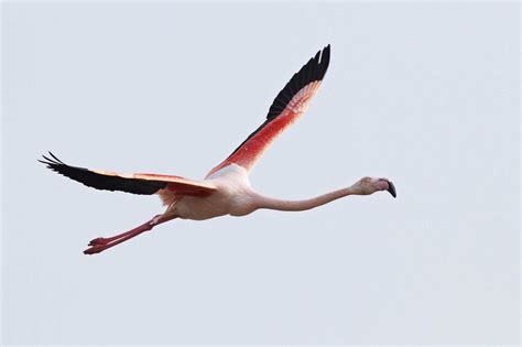 Can Flamingos Fly? - All You Need to Know