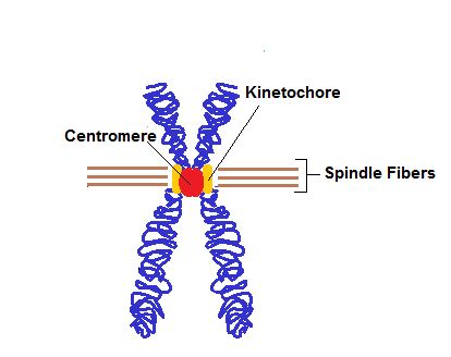 Centromere | Definition, Function & Structure - Lesson | Study.com