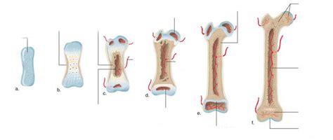 Bone Development Algorithm 的图像结果