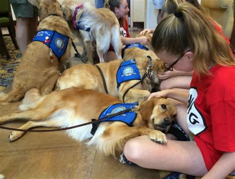 After The Orlando Shooting, Comfort Dogs Are Now Flying To The City To ...