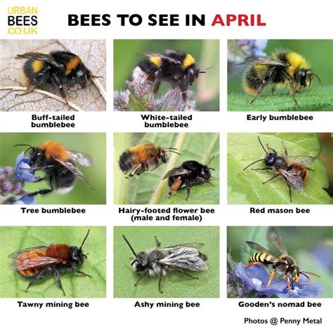 Image result for Bee Algorithm GIF