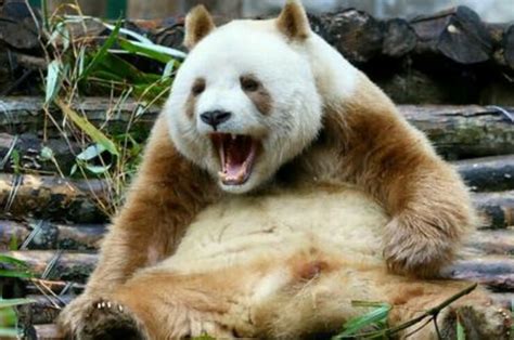大熊猫福宝表情包可爱图片 福宝搞笑表情包图片_配图网