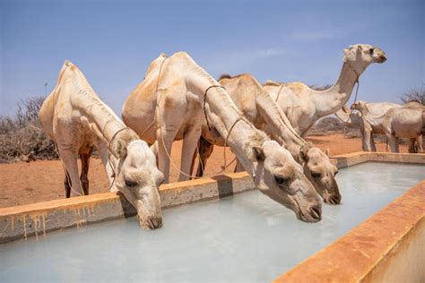 DROPS OF PEACE: Water Solutions Bringing Communities Togethe | IOM Somalia
