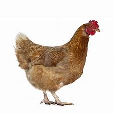 Hen Background by Brown Barnevelder Chicken Hen On White Background Hen Background