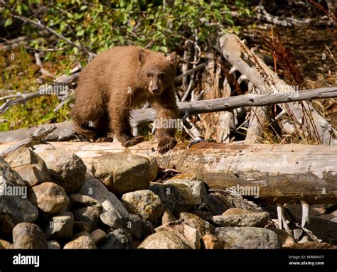 Bears fishing on taylor creek in south lake tahoe Stock Photo - Alamy