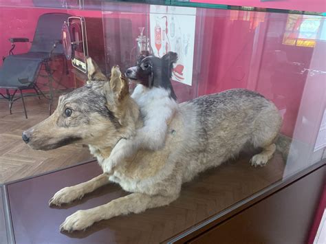 Real Two Headed Dogs