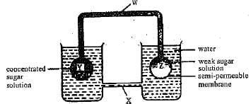 The diagram below is a model demonstrating the mass flow hypothesis of ...