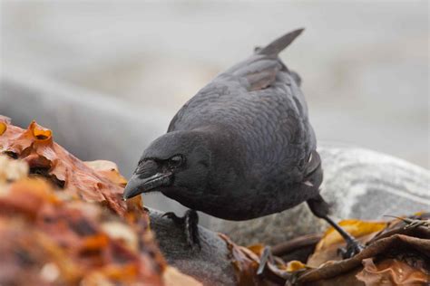 8 Uncanny Facts About Crows