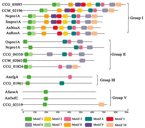 Genome-Wide Analysis of the Zn(II)2Cys6 Zinc Cluster-Encoding Gene ...