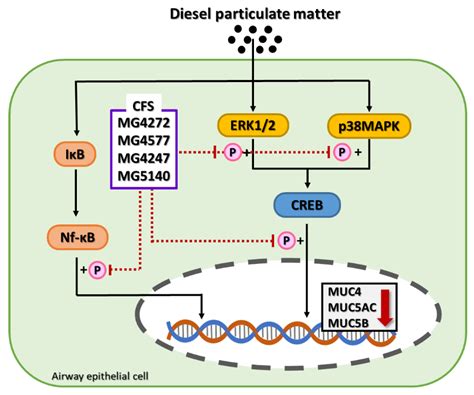 Cell-Free Supernatant from Lactobacillus and Streptococcus Strains ...