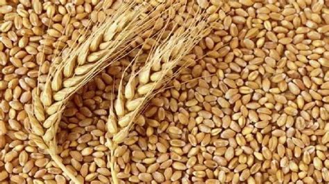 MP Gehu Fasal: भिंड जिले के किसानों को गेहूं पर भरोसा, सरसों का रकबा ...