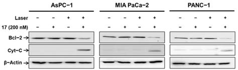 Novel Chlorin e6-Curcumin Derivatives as a Potential Photosensitizer ...