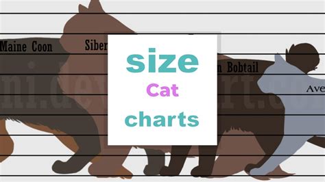 Cat Size Chart and Why It Is Important? - Size-Charts.com - When size matters