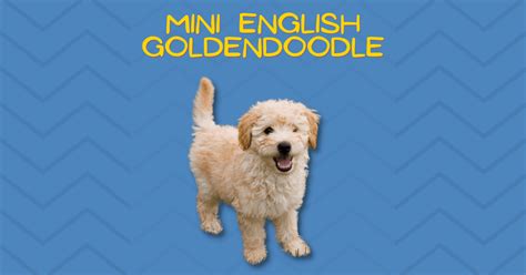 Mini English Goldendoodles 101: Complete Breed Guide