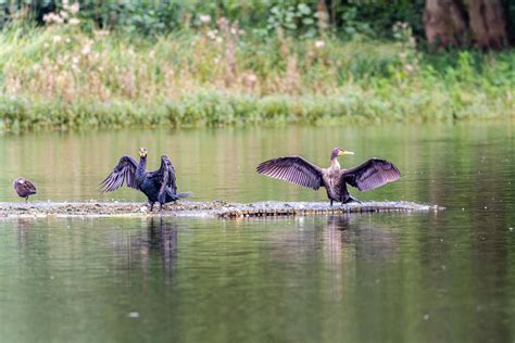 Fish Hunting 的图像结果