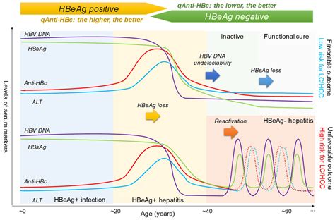 Hepatitis B Core Antibody Level: A Surrogate Marker for Host Antiviral Immunity in Chronic ...