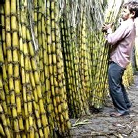 Rural India Shows Signs Of Economic Revival