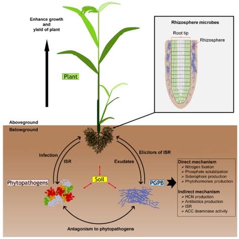 Plant Growth-Promoting Bacteria as an Emerging Tool to Manage Bacterial ...