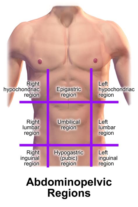 Inguinal Ligament Surface Anatomy