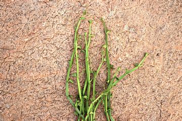 7 health benefits of Pirandai – Aathirai Foods Private Limited