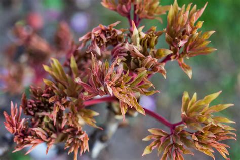 Image result for Clone