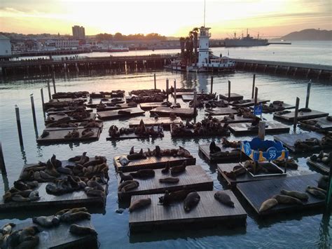 Sea Lions at Pier 39 : Fisherman’s Wharf San Francisco | Visions of Travel