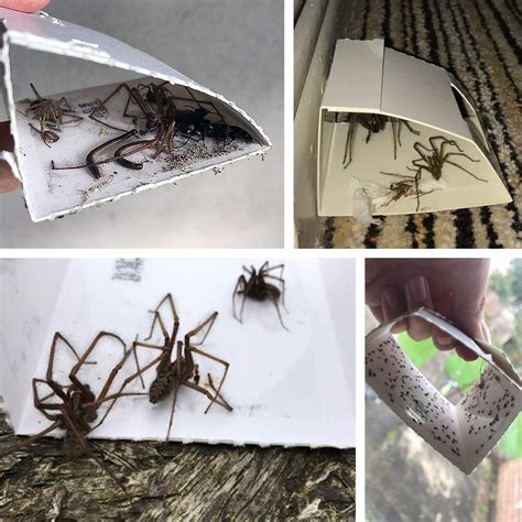Mua CritterKill Spider Trap 30 Pack - Spiders And Crawling Insect Killer Traps - Child And Pet ...