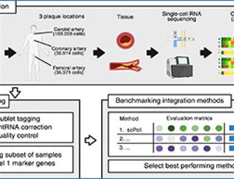 Single-cell RNA-seq 的图像结果