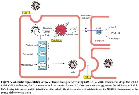 Mitev: Comparison of treatment of COVID-19 with inhaled bromhexine ...