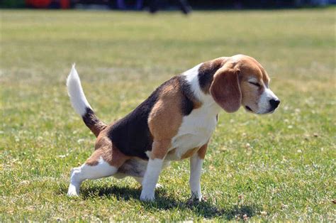 What Is Urinary Tract Infections (UTI) In Dogs And How To Cure It?