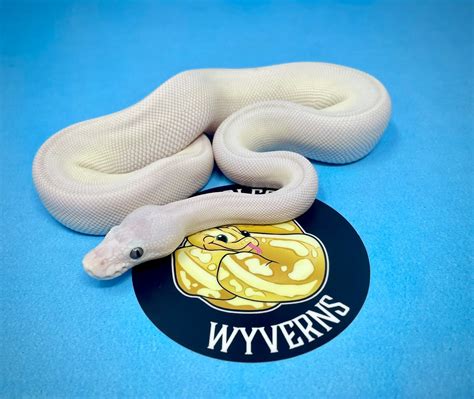 Image result for Butter Ball Python Morph