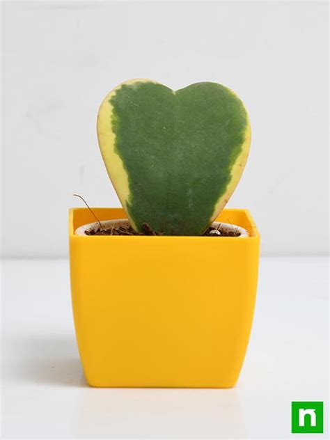 Buy Hoya kerrii, Heart Leaf, Sweetheart Hoya (Variegated) - Succulent ...