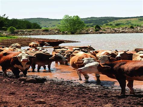 Deputations drag on as animals suffer