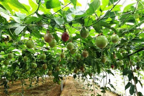 贵港市百香果种植面积近8万亩_宾农网