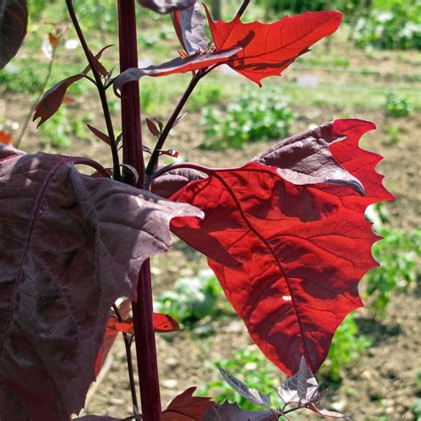 Red Orach (Atriplex hortensis) - approx. 200 seeds
