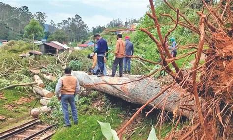 Strong winds bring down trees, snap power lines in Nilgiris