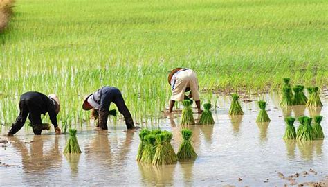 Amazing Farming Inventions 的图像结果