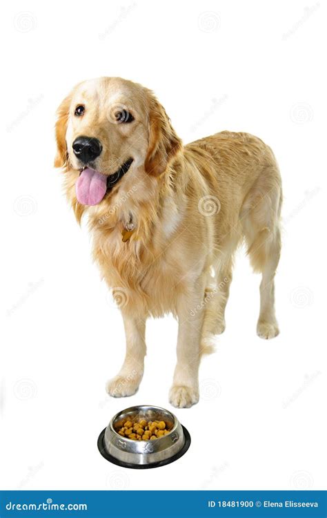 Golden Retriever Dog with Food Dish Stock Photo - Image of meal ...