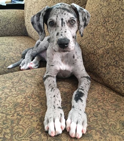 Blue Merle Great Dane discovered by ... (With images) | Blue merle ...
