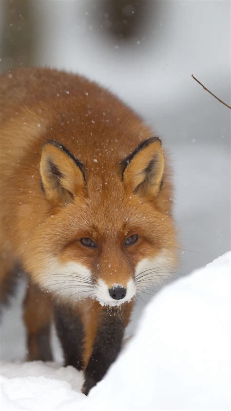 Download wallpaper 1080x1920 fox, snow, forest, winter samsung galaxy ...