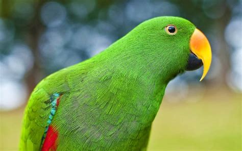 Image result for Parrot Search Algorithm