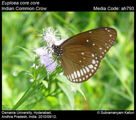 Euploea core | Butterfly