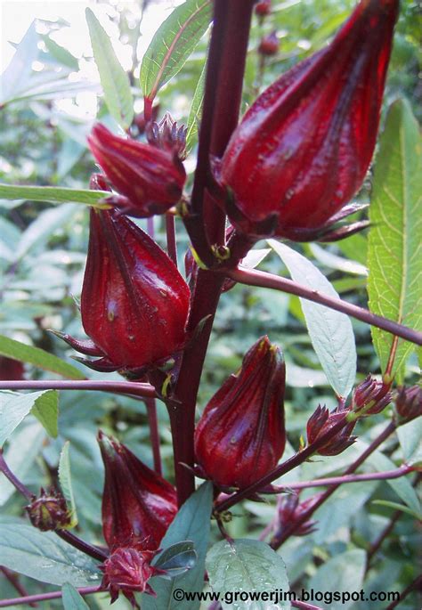 Garden Adventures: Hibiscus sabdariffa (Roselle)