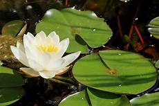 fior di loto significato fiore di loto un significato non ti aspetti fiore fior di loto significato fiore di loto un significato non ti aspetti fiore