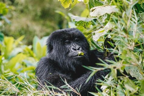 JUNGLE RIDE SAFARIS RWANDA (2026) All You Need to Know BEFORE You Go ...