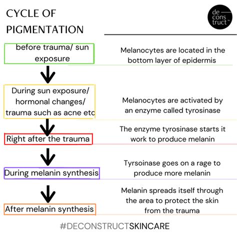 The Pigmentation Cycle: Understanding Skin Discoloration