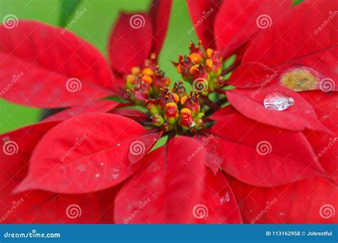 Euphorbia Flower or Christmas Star or Euphorbia Pulcherrima Stock Photo ...