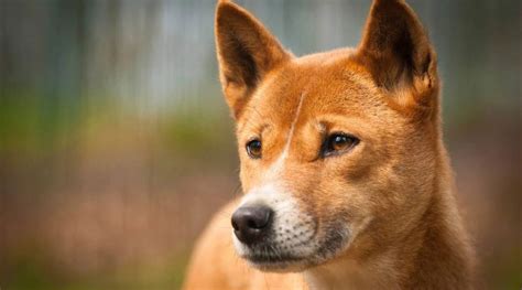 Image result for Timberwolf Facts