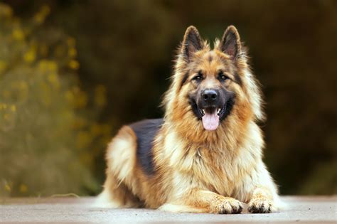Complete List of Dog Profiles - Dog Breeds in India – GoofyTails